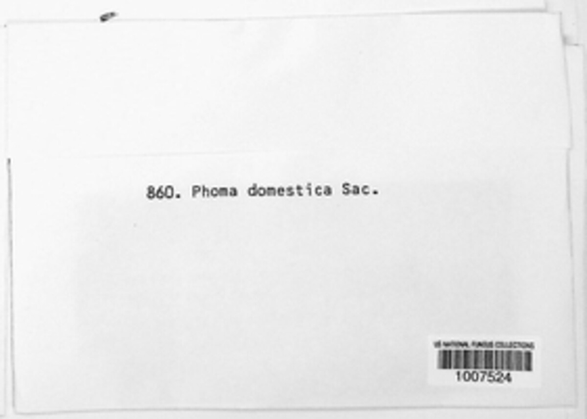Phoma domestica image